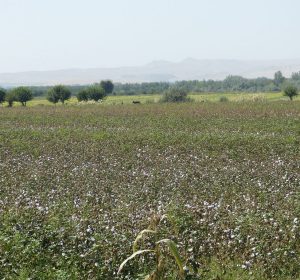 Baumwollfelder